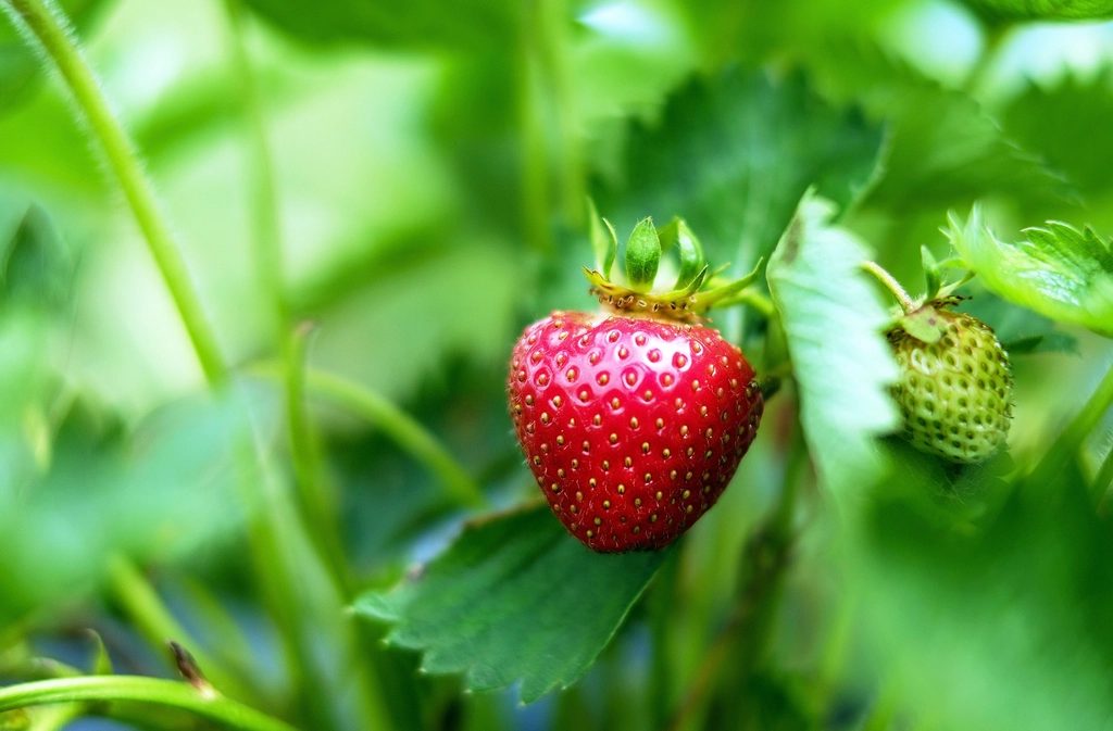 A ripening strawberry on the plant in the field